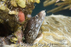 White Spotted Moray Eel by Richard Goluch 
